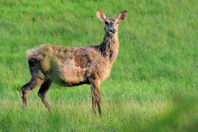 QUIZ:  INDOVINA L''UNGULATO!!! (per i non 